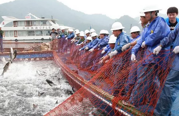 19年餐饮风雨路,鱼头泡饼增量市场可观,旺顺阁二次创业正当时 19年餐饮风雨路,鱼头泡饼增量市场可观,旺顺阁二次创业正当时
